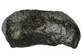 Fossil Whale Ear Bone - Miocene #109256-1
